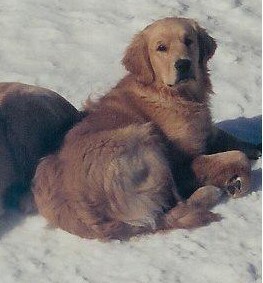 Finnegan & Macintosh hanging out in the back yard (you can see Mac's butt to the left)